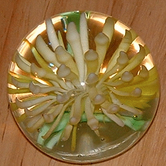 Yellow anemone paperweight
Believed to be Zhaohai Light Industries, China (source: Ivo Haanstra, Glass Message Board)
Keywords: Zhaohai China